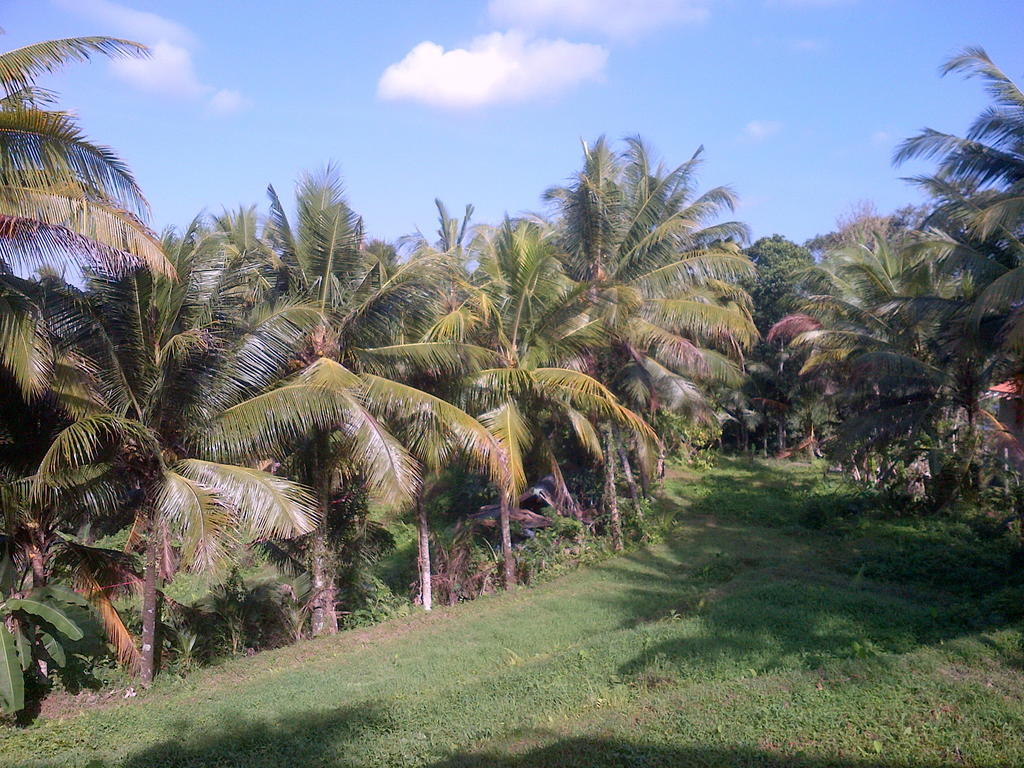 Hotel Dewa House Bisma Ubud Zewnętrze zdjęcie