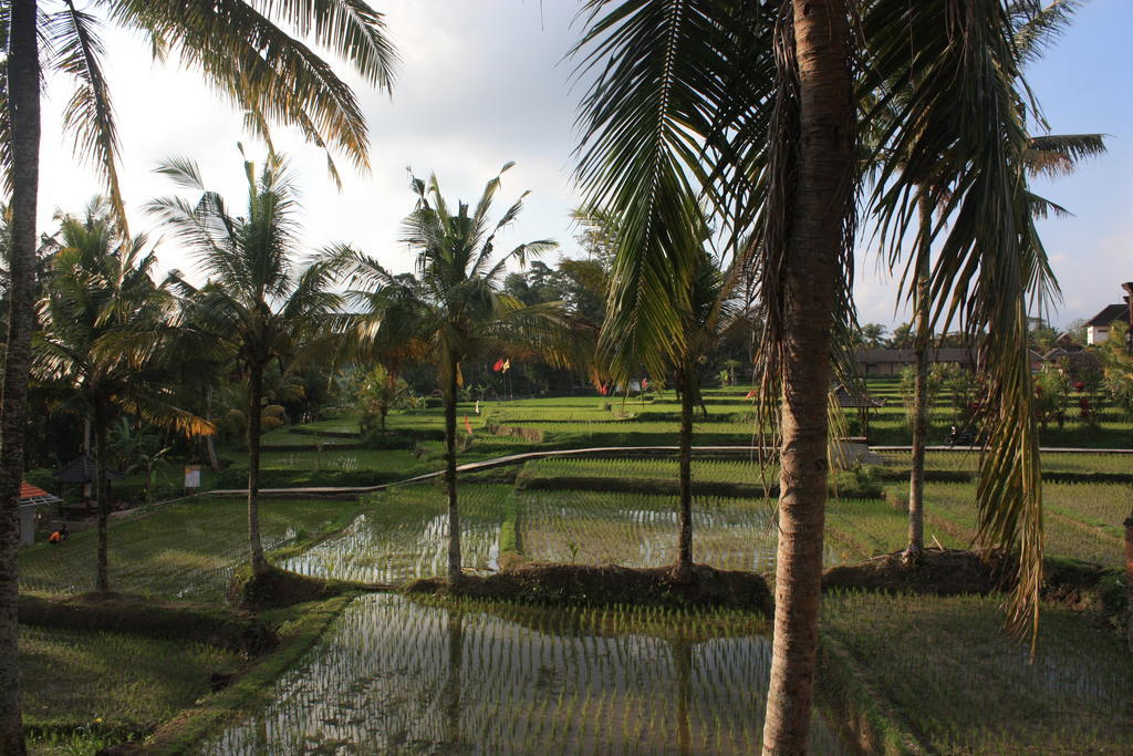 Hotel Dewa House Bisma Ubud Zewnętrze zdjęcie